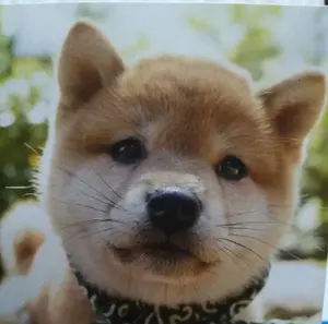 キヤノントナー054 シアン・マゼンタ・イエロー各1本 対応機種MF644Cdw