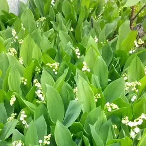 OneMall provides Mercari products: Pink Kitty ギジンデバイス 黒猫