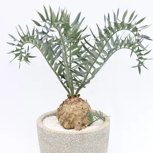 ダッパーズ ショールカラー ピーコート ビンテージ dapper's