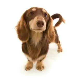 POP95 アンリミ】PSA10 ホウオウex 拡張パック「金の空、銀の海