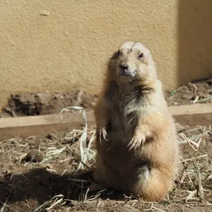 あじふらい ※プロム必読