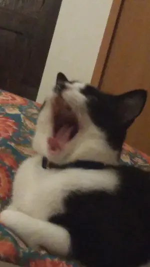 こせき