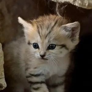 Baccarat バカラ ボエーム ネックレス ルビー×イエローサファイア