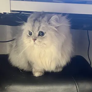 ライオン・キング Lion King レコード 30th周年 ズートロープ仕様