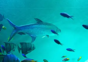 ポケモンシール列伝 技 ディアルガ ときのほうこう No.S55 ポケモンシール列伝 ディアルガ ときのほうこう No.S55 2025年最新