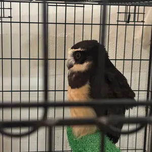 Buco JET500-TX Lサイズ(58-61) 黒(ラメ入り) - メルカリ