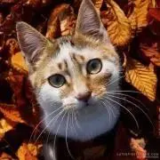 公式写真】SixTONES 集合、混合、松村北斗個人 484枚 まとめ売り