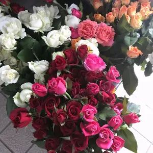 電子水生成器 AREE333 PUREピュア ブルー - メルカリ