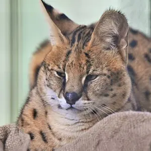 NEKO(プロフィール必読)