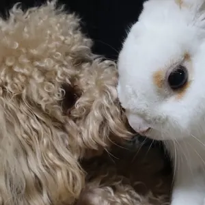 とうちゃん の出品した商品 - メルカリ