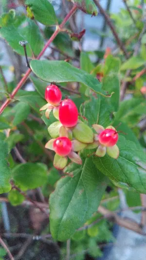 ■絶版ゲーム■ PC9801 ロンメル ROMMEL 戦略ウォー入手困難レア貴重 □絶版ゲーム□ PC9801 ロンメル ROMMEL 戦略ウォー入手困難レア貴重