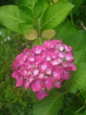 行先表示板【広島↔糸崎】期間限定値下げ 行先表示板【広島↔糸崎】期間限定値下げ - メルカリ