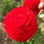 レア ミナペルホネン 鳥刺繍tori to-hanaコート日本製 - メルカリ