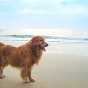 OriginalFake Kaws COMPANION CANDLE 2色セット - メルカリ