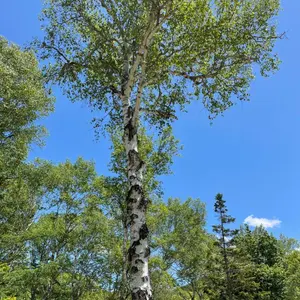 USMハラー 純正 エクステンションシェルフ レッド ソフトクローズ仕様レール① USMハラー 純正品 エクステンションシェルフ レッド ソフトクローズ