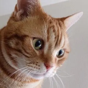 値下げ中！てぃんくる 版画 BIANCO AUDACE - メルカリ