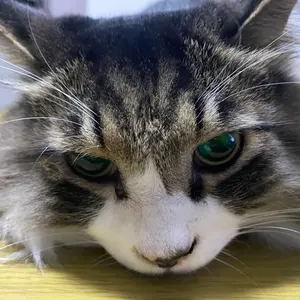 希少 古い 両面 ホーロー看板 第一製薬 精がつくパント錠 約60×46cm
