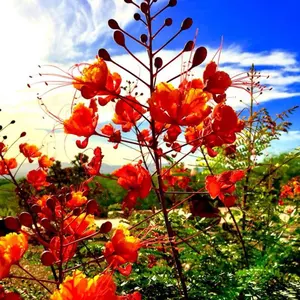 FC東京25年 安齋颯馬選手 7 ホームユニフォーム3XL - メルカリ