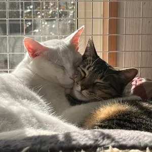 とみぞう