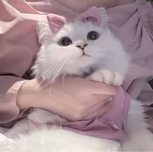 新品】 MERING メリング デニム バインダー いちご うさぎ - メルカリ