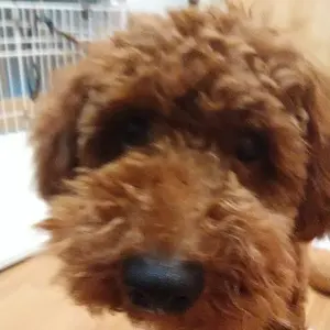 廃盤　VIP MEGA EURO STAR 4枚セット LV-N224e トヨタ チェイサー 2.5ツアラーV（青）98年式 | 製品をさがす