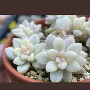 希少　未開栓 パスカル コンボー リザーブ 陶器ボトル 700ml　化粧箱なし 希少 未開栓 パスカル コンボー リザーブ 陶器ボトル 700ml 化粧箱なし