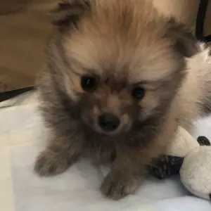 ハイドアップ　コイケ17mm ６個セット（箱のまま発送） コイケ17mm ×6個セット(ハイドアップ)』 コイケ17mm HIDEUP ハイドアップ