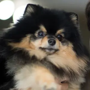 ち*い様 【貴重】王子動物園 パンダタンタン クリアファイル、ポスト