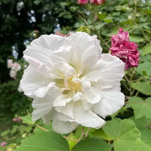 ムシキング 五周年 タランドゥスツヤクワガタ ヒャクレツケン - メルカリ