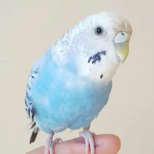 ちゃん※プロフィール読んでください※