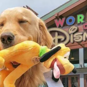 新品未開封レア☆ティンカーベル♡LEDフィギュア☆渋谷公園通り店30周年限定！ 新品未開封レア☆ティンカーベル♡LEDフィギュア☆渋谷公園通り店30