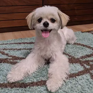 GN0W アウトランダー フロントグリル チッピングブラック塗装 - メルカリ