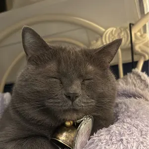 ベビモコ CAT ジャガード プルオーバー ロングパンツ サイベリアン