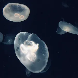 武闘竜人 高レート デッキパーツ ドラーク ロマロニア 伊達政宗 SL UR