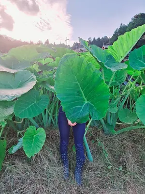 大型種【耐寒】コロカシア ギガンティア Colocasia gigantea - メルカリ