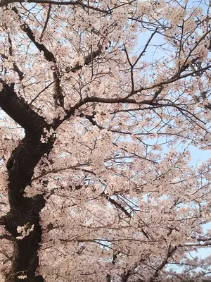 あっくん***