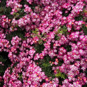 ベトナム語辞典にゃんかつ様専用 - メルカリ