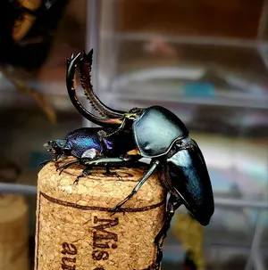 メキシコ産　オオコツノヒシムネハナムグリ　32mm 標本】メキシコ産 キベリコツノヒシムネハナムグリ 昆虫標本