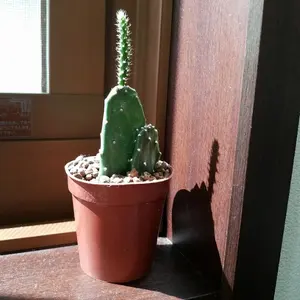 ゼリーフィッシュ