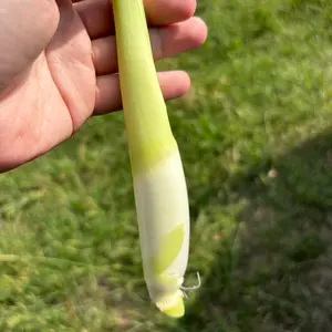 マコモ苗1本から購入可能‼️ コメントで相談OK マコモ苗1本から購入可能‼️ コメントで相談OK - メルカリ