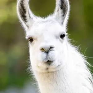 ドラゴンボール とびら絵カード 第七十五話 海賊港の死闘 とびら