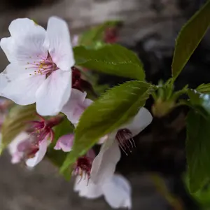 いのちゃん(3/27-4/4発送不可)