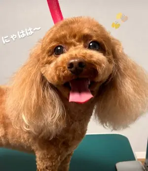 阿波踊り鉦 手持ち鉦 撞木台付き 中古品 - メルカリ