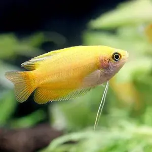 ゴールデンハニー