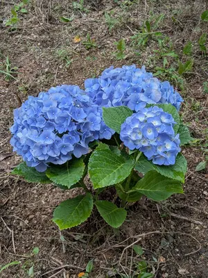 キュージョン ディズニー根付Vol.3 白雪姫 未開封品 - メルカリ