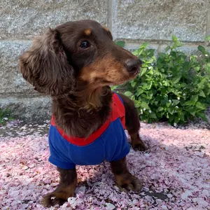 匿名配送☆ ボールアンドチェーン 不二家 ペコちゃん ブルー