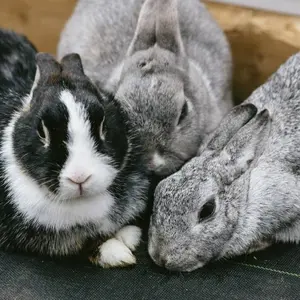 killie 悔い改め懐古せよ コンクリート版 - メルカリ