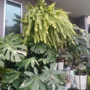 KURO様 アグラオネマ ピンクメロン 観葉植物 - メルカリ
