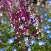 doTERRA ドテラ Lemongrass レモングラス15mL ⭐︎新品未開封 - メルカリ