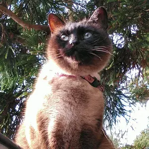 しゃむたぬき　⚠️プロフ必読願います。